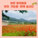 부안청소년수련원 | 5월 부안 양귀비꽃 비플래닛 위치·가는법·만개 실시간| 샤스타데이지와 함께 인생샷 포토존 추천!