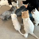 상석목장 | 일산 실내데이트 할만한 곳 ㅣ 일산 고양이카페 ㅣ 주말 아이랑 갈만한 곳 ㅣ 냥떼목장