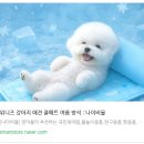 시원애견 | 마치 냉장고 속처럼 시원한 강아지 쿨매트!! 위니즈 강아지 애견 쿨매트 이용 후기!!