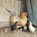 청계 한우 농장 이미지