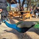 남이섬 봄펜션 | 남이섬 봄 여행 후기 – 춘천 감성 산책 여행지 추천