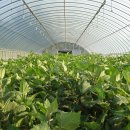 만금 2농장 이미지