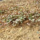 남산농원 이미지