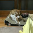 나린그루밍 이미지