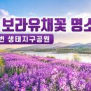 벽화 | 경북 영천 보라유채꽃 명소 — 금호강변 생태지구공원 완전 정복