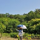 대발농장 이미지