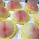 철호농장 이미지