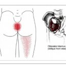 Pelvic Floor Muscles (골반저 근육) 이미지