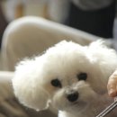 멍멍토리 네이버블로그
