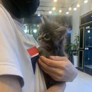 서울고양이분양 묘연 이미지