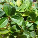 【홀리페페(페페로미아)(Alsobia dianthiflora)】 「동글동글하고 도톰한 잎이 귀여운 관엽식물」 이미지