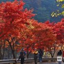 11월5(일)서울대 안양수목원 단풍트레킹 공지합니다 이미지