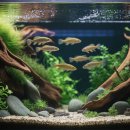 비파로 | 가오리비파 키우기 A to Z (어항, 먹이, 수질 관리)