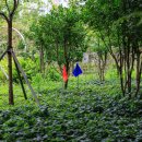 우로지 자연숲 공원(메타세쿼이아길) 이미지