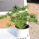 행복나무 | 실내 공기 정화와 인테리어를 한 번에 해결하는 해피트리 행복나무 키우기 후기