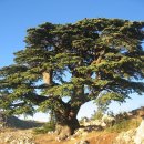 성경에 나온 식물, 백향목(Lebanon Cedar) 이미지