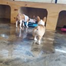 보니또펫 이미지