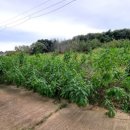 접지농장 이미지