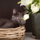 샤인고양이메디컬센터 이미지