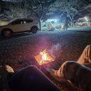 밀양표충오토캠핑장 | 밀양 표충오토캠핑장에서 벚꽃캠핑 개나리6번사이트