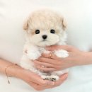 서천사랑병원 | 서천강아지분양 미유펫 애견샵으로 향한 발걸음