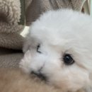 몽글몽글 이미지