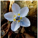 바람꽃공원 이미지