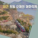 ＜주중행사＞3/11 원동역 매화꽃 &amp; 미나리 삼겹살 이미지
