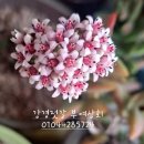 강경젓갈 부여상회 네이버블로그