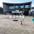 뽀뽀애견 | 남양주 애견카페 몽글브라운 소형견 전용 운동장 내돈내산 솔직후기