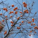 감나무골 이미지