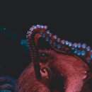 문어일미 이미지