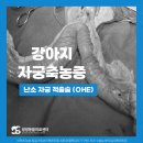 강아지이발소 | 양주 덕계 동물병원 노령견 자궁축농증 수술 케이스 l 씽씽동물의료센터