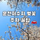 운천카센타 | 광주 운천저수지 벚꽃 주차 꿀팁 🚗 지금 안 가면 끝 (실시간 정리)
