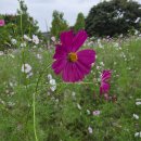 코스모스는 동심의 터널이다 이미지