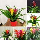 아나나스 이미지