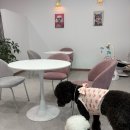 카페블룸 | 군산 애견동반카페 산북동 1018블룸 내돈내산 후기 | 맥주부터 야외 공간까지!