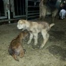 괴산염소농장 이미지