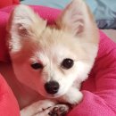 스위티독 이미지