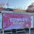 GS25 여주하동점 | 2026 전남 광양 매화축제 매화마을 실시간 개화 후기 숙소 추천