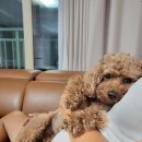 아잘리아그린 이미지