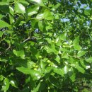 삼복농장 이미지