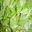 추석엔 송편이쥐 이미지