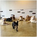 애견카페왕 이미지