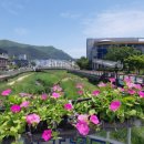 고창천 이미지