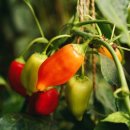 가평친환경미생물배양센터 이미지