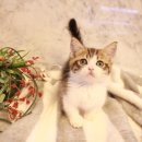 도그마루 강아지 고양이 양산화명점 이미지