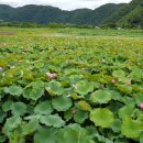 서오지리연꽃마을 이미지