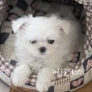로이드청주점 | 청주 강아지 간문맥전신단락 PSS 수술 후기/간수치 상승 원인