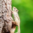 아기다람쥐 이미지